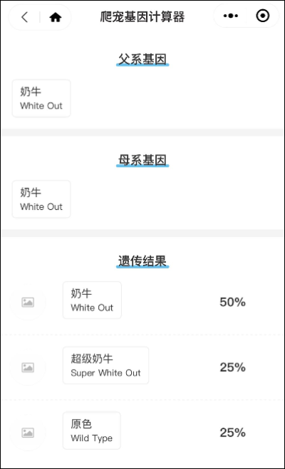 墨西哥网友意外孵化的超级奶牛，延续着肥尾守宫难逃的致命魔咒！(图1)