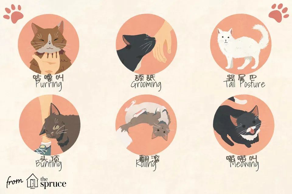 猫咪去世三年后，我才发现它也非常爱我！别错过这些猫咪爱的表示(图5)
