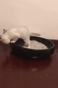 猫砂选不对，猫咪健康受损害！做好这件事避免猫膀胱发炎(图9)