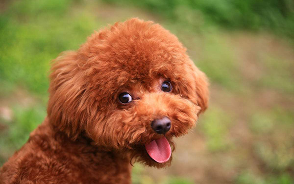 3-泰迪犬.jpg