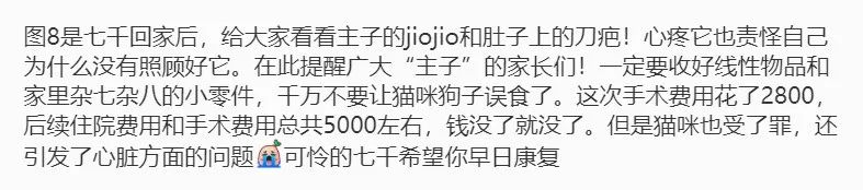 网友出差半个月，猫咪独自在家死亡！留8斤猫粮害死了银渐层(图10)