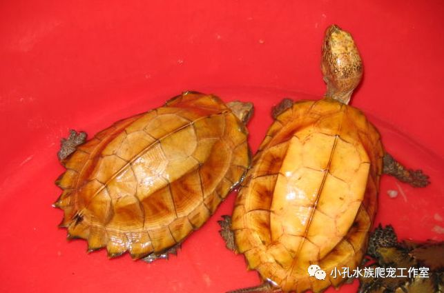 龟类品种大全(图18)