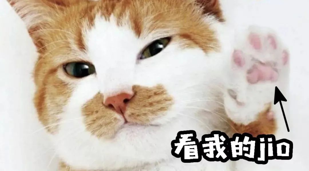 你家猫咪小肉垫是啥色？不仅萌还有这些秘密！按摩脚底让喵更健康(图1)