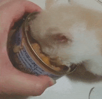 一生只吃干粮的猫是悲惨的！膨化粮加工揭秘，这样喂猫才正确(图6)