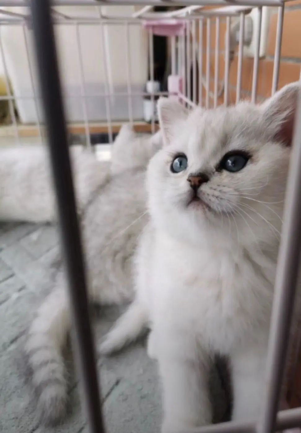 主人全家住院，母猫独自在家40天生一窝奶猫！猫真不会感染新冠(图3)