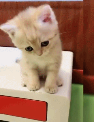 猫咪听到猫粮掉落声一秒就到现场！为何你叫他却怎么都不理(图13)