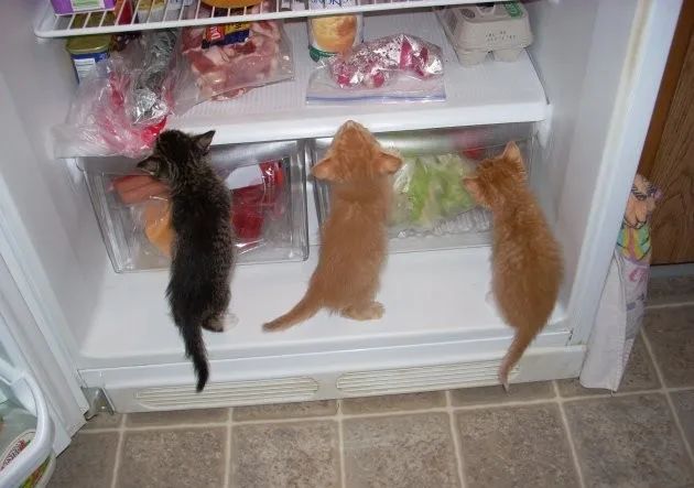 猫粮是否要放冰箱？这几件事没做好，猫粮易生虫甚至致癌(图11)