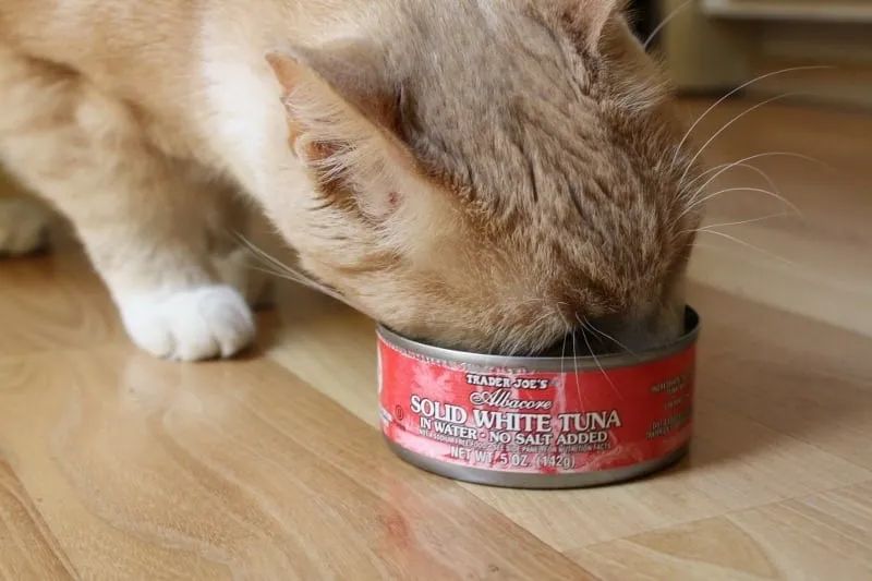 猫罐必须这样喂！开罐超过这时间别再吃，喂食小猫更要讲究(图1)