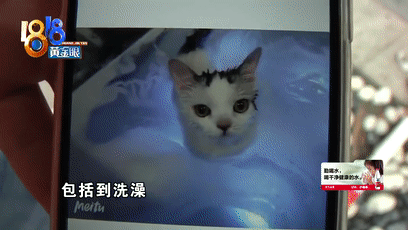 猫咪洗澡后这一步骤完全没必要！又有几只猫接连因此不幸死亡(图5)