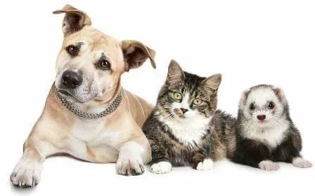 全国多地狂犬病疫苗缺货！脚有伤口踩到猫屎，要打疫苗吗？(图9)