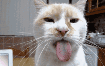 20岁老猫依然萌如小奶猫！保持猫咪童颜的秘诀只是简单一件事(图9)