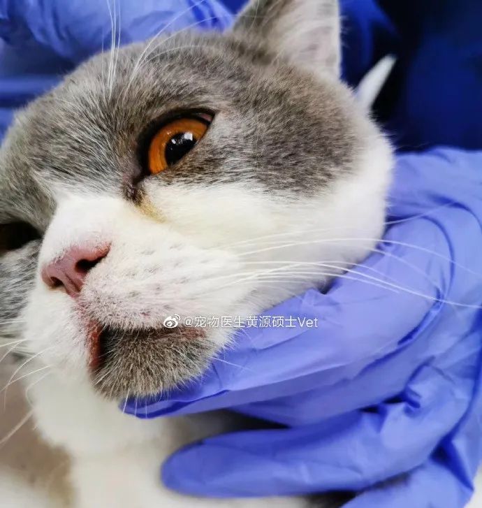 洗衣机又杀死了一只猫！养猫家庭洗衣服前，有件事不能偷懒(图3)