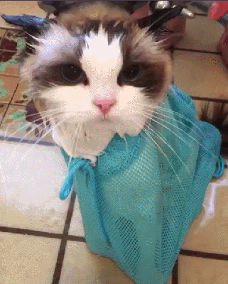 布偶两年没洗澡猫毛打结半斤重，被主人抛弃！养长毛猫做好这些事(图7)