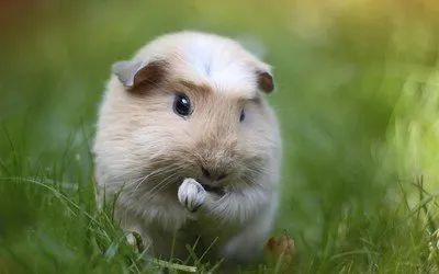 快听！你家荷兰猪在跟你说话(图4)