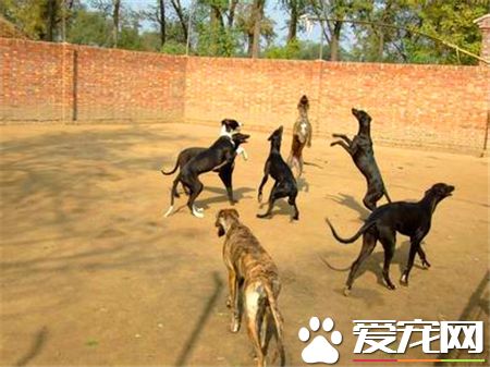 灵缇狗怎样熟习捕兔子 3到4个月不妨干猎兔熟习
