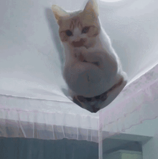 蚊子没赶跑，小奶猫反而被毒死了！夏天这样驱蚊才不伤猫(图9)