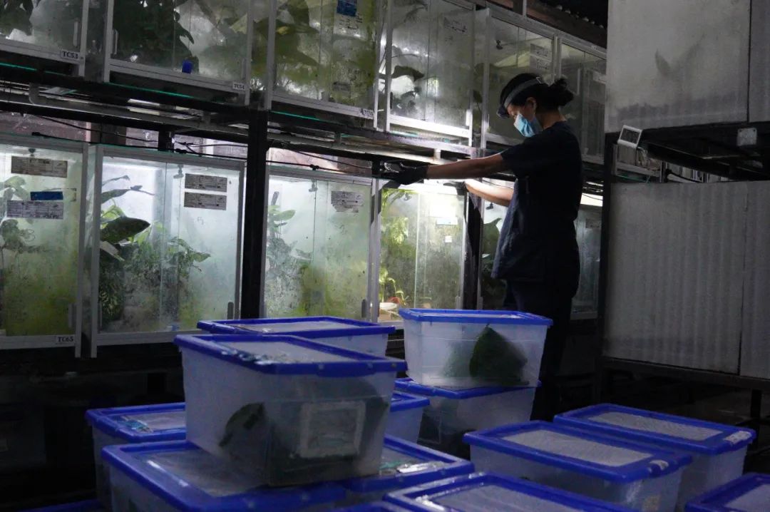 哥伦比亚人工繁育的箭毒蛙，成功“劝退”野生盗猎者！(图3)