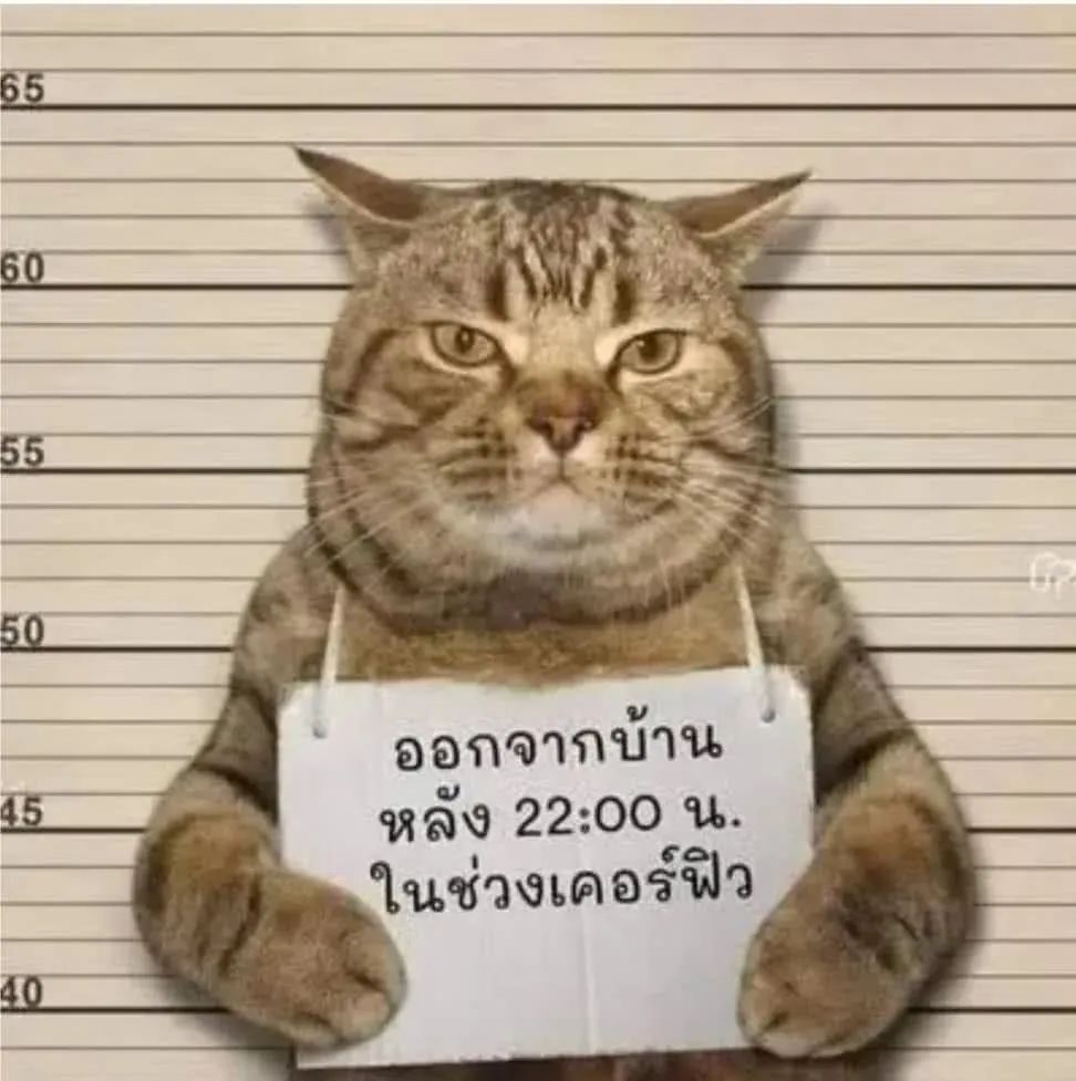 猫咪深夜外出被捕后拍照成网红！这么做，竟能让猫多活10年(图2)