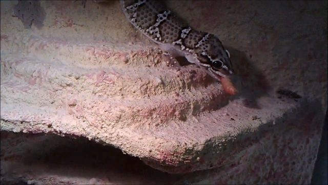 史上最全的守宫捕食视频，可能很多还是你从未见过的守宫 | 趣味爬宠(图13)