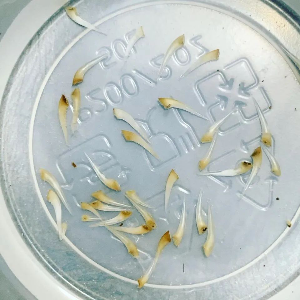 被宠物蛇咬住不放的四条建议！(图13)