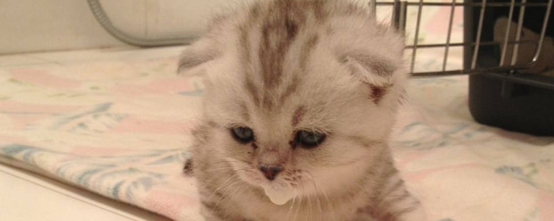 小猫没有吃猫粮怎样办