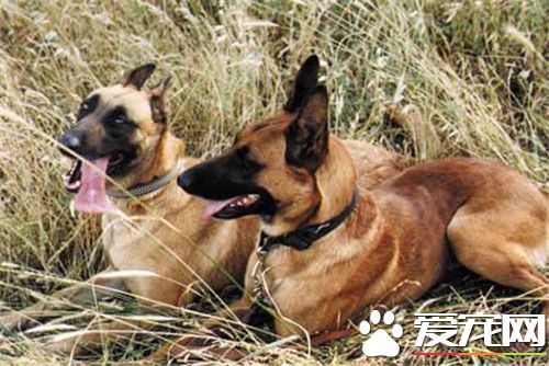 比利时牧羊犬怎样练习 预先给狗预备茅厕