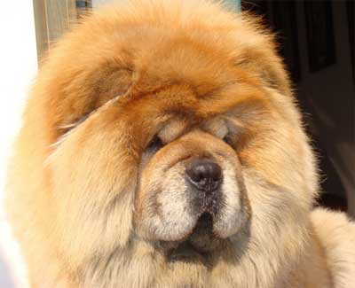 犬的温顺不是谁都能懂(图1)