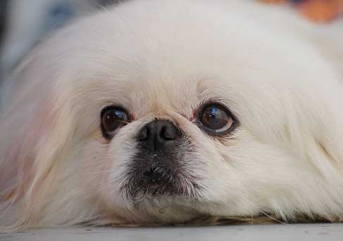 这样给犬洗澡才对(图1)