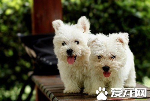 泽莫西高地白梗练习 初期练习不妨采用抑制法
