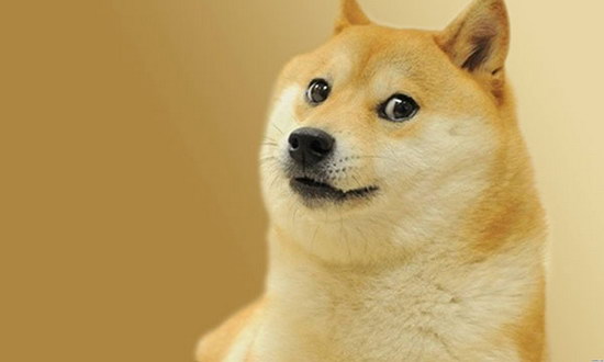 小柴犬怎样养 怎样样养佳一只二三个月大的小柴犬2