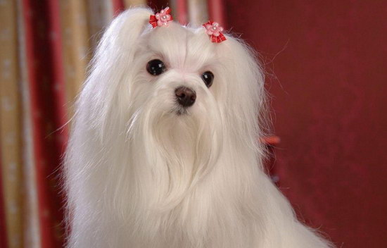 马尔济斯犬怎样养 马尔济斯犬豢养办法及注沉事项