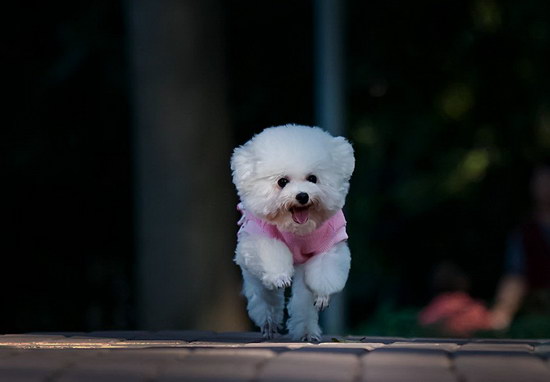 客人犬吃什么食物比拟佳 客人犬有益食物引见