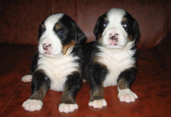 伯恩山犬怎样养健壮 伯恩山犬豢养方式1