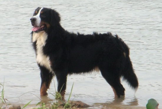 伯恩山犬怎样养健壮 伯恩山犬豢养方式2