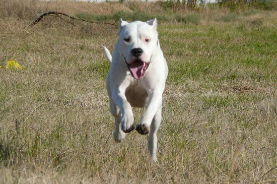 杜高犬怎样养 杜高犬豢养注沉事项2
