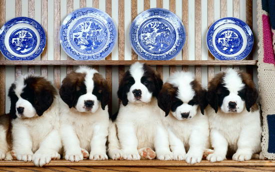圣伯纳犬何如练习 圣伯纳犬练习方式视频瓜分1