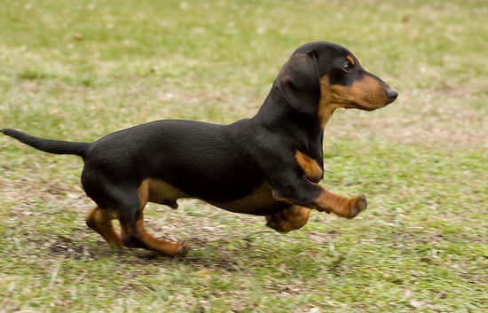香肠犬怎样养 香肠犬豢养办法及注沉事项2