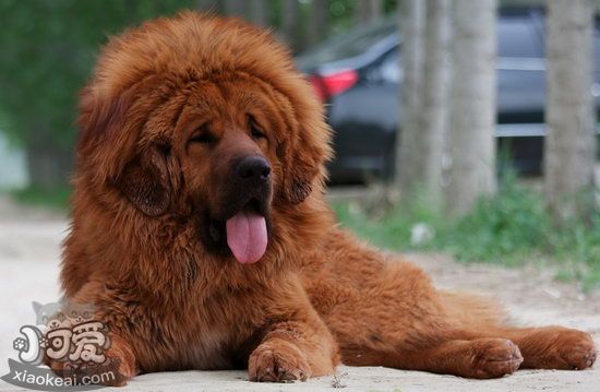 躲獒怎样练习 躲獒练习视频教程1