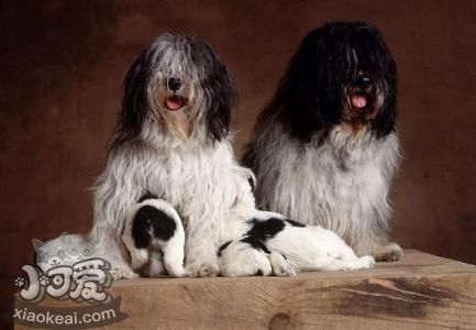 波兰矮地牧羊犬天天喝几水
