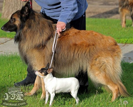 比利时特伏丹犬作揖怎样熟习 作揖熟习方式