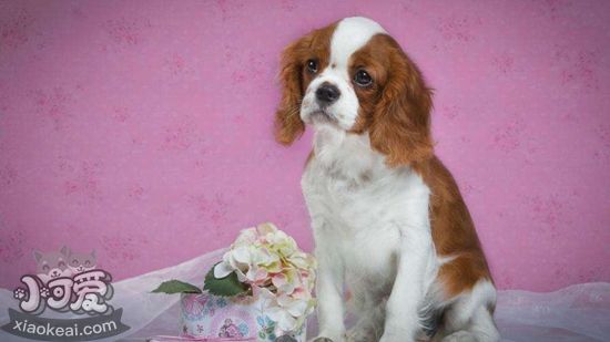 西班牙小猎犬上茅厕怎样练习 西班牙小猎犬渗透练习