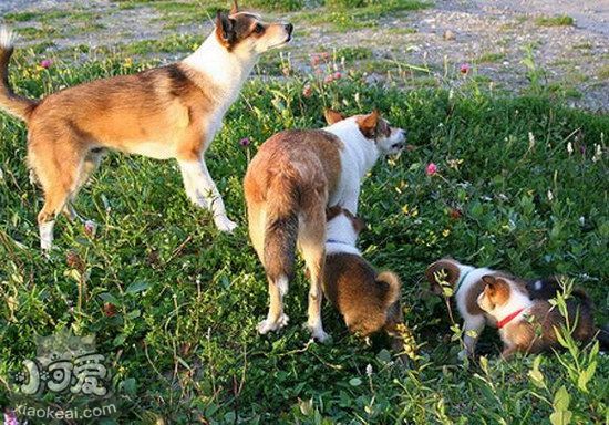 怎样练习挪威伦德猎犬巨细便 挪威伦德猎犬定点上茅厕练习1