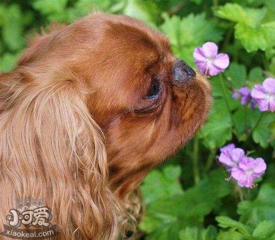 英国玩具猎鹬犬怎样练习不乱喊