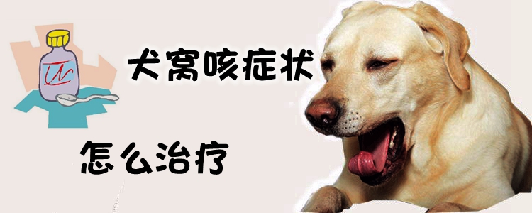 犬窝咳症候怎样调节
