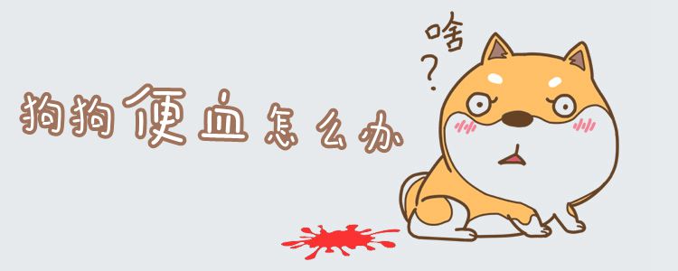 狗狗便血怎样办