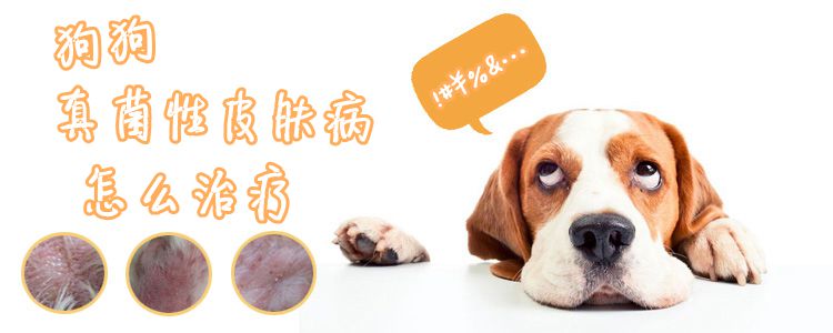狗狗真菌性皮肤病怎样调节