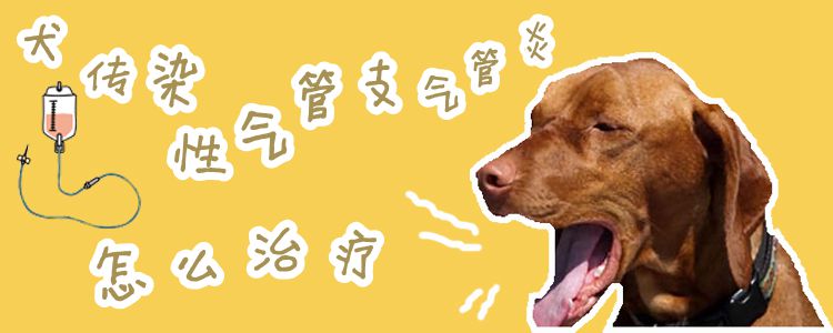 犬沾染性气管支气管炎怎样预防调节1