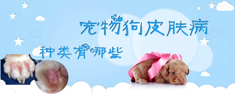 宠物狗皮肤病品种有哪些