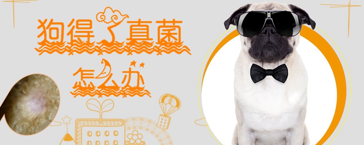 狗得了真菌怎样办