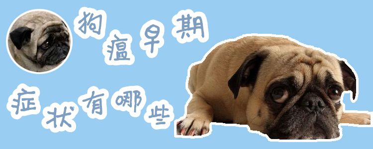 狗瘟早期症候有哪些1